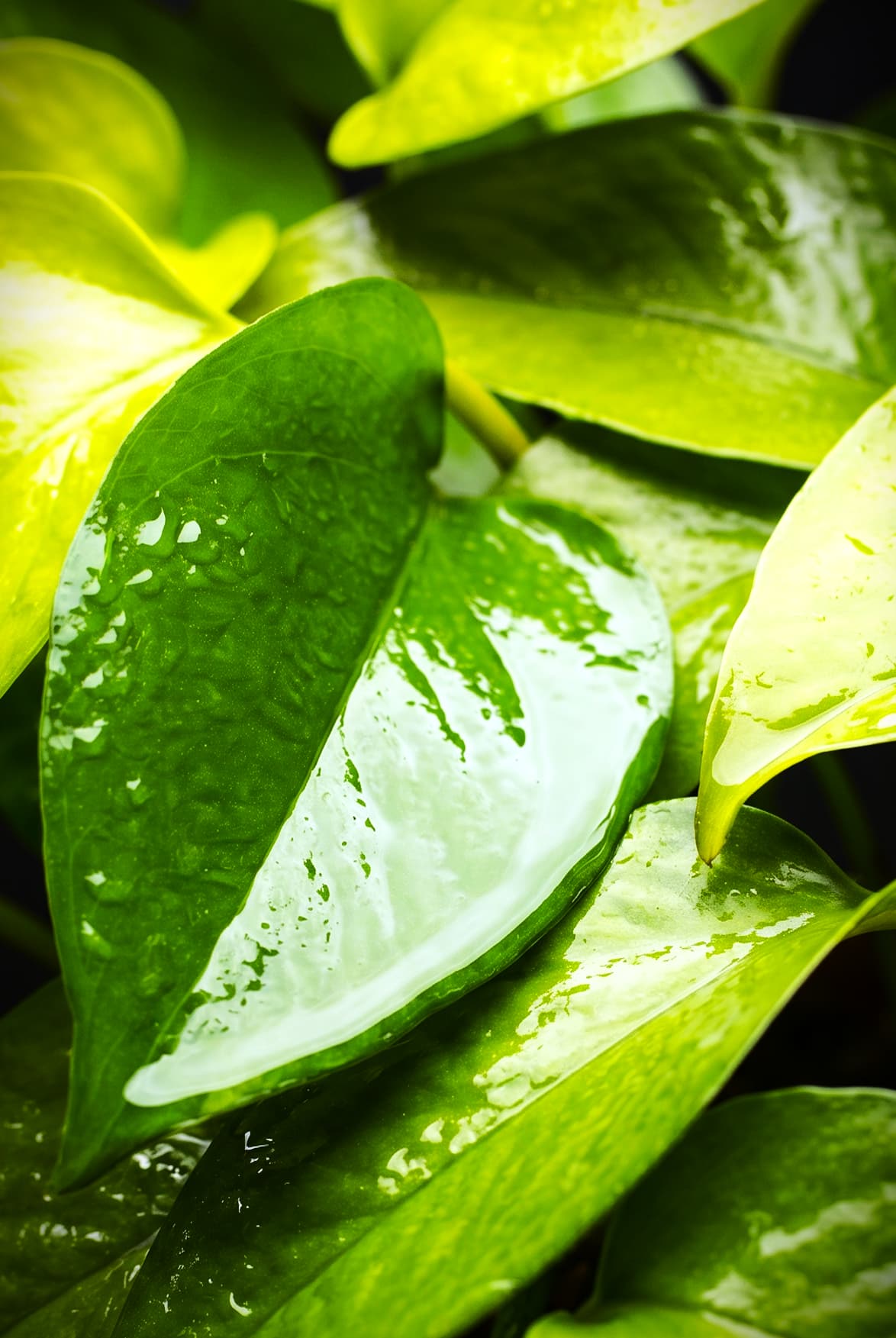 hoja humectada surfactante siliconado productos químicos